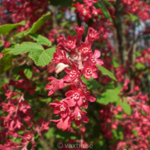 Ribes sanguineum 'King Edward VII'-0