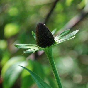 Rudbeckia occidentalis 'Green Wizzard'-0
