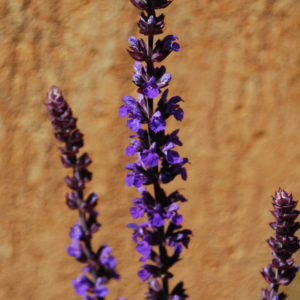 Salvia nemorosa 'Blaukönigin'-0