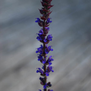 Salvia nemorosa 'Caradonna'-0