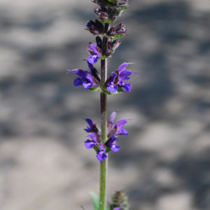 Salvia nemorosa 'Mainacht'-0