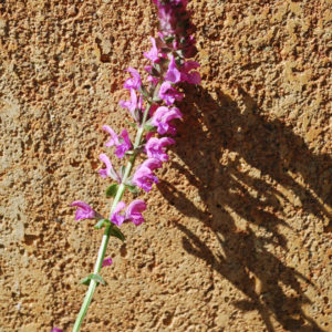 Salvia nemorosa 'Pink Friesland'-0