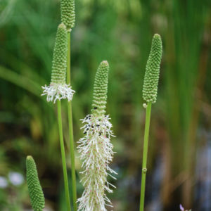Sanguisorba canadensis-0