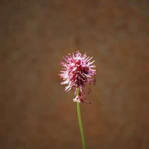 Sanguisorba menziesii-0