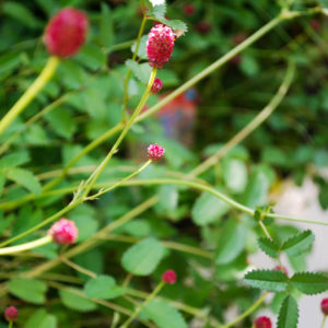 Sanguisorba officinalis 'Tanna'-0