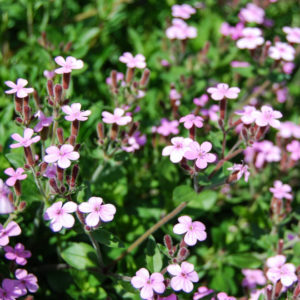 Saponaria ocymoides-0