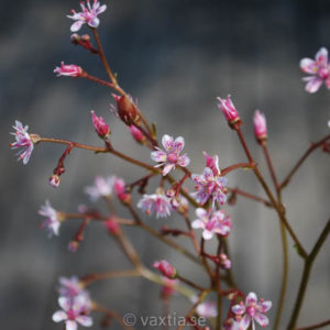 Saxifraga umbrosa 'Clarence Elliott'-0