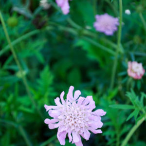 Scabiosa columbaria 'Pink Mist'-0
