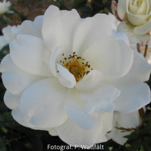 'Iceberg' syn 'Schneewittchen' (Floribunda)-0
