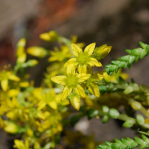 Sedum acre -0