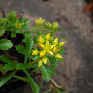 Sedum floriferum 'Weihenstephaner Gold'-0
