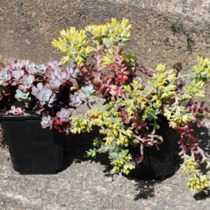 Sedum spathulifolium 'Purpureum'-0