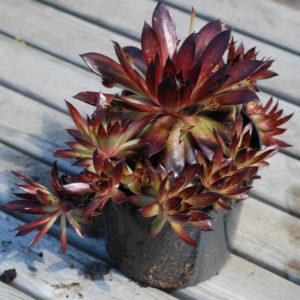 Sempervivum 'Bronco' -0