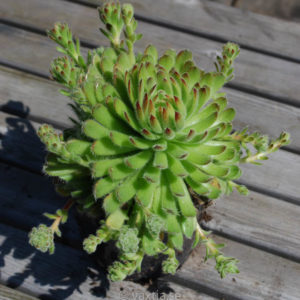 Sempervivum ciliosum-0