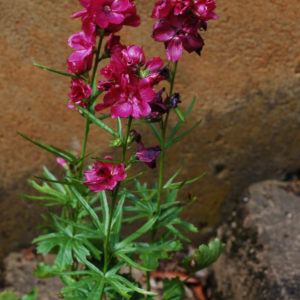 Sidalcea 'Brillant'-0
