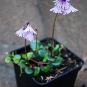Soldanella montana 'Spring Symphony' -0