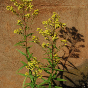 Solidago 'Citronella'-0