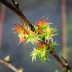 Sorbaria sorbifolia 'Sem' -0