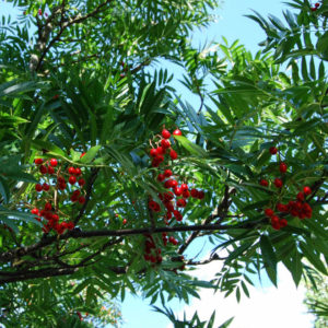 Sorbus 'Dodong'-0