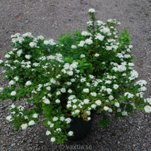 Spiraea betulifolia-0