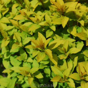 Spiraea 'Sundrop'-0