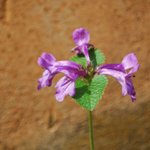 Stachys grandiflora 'Superba'-0