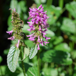 Stachys monieri 'Hummelo'-0