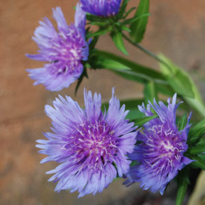 Stokesia laevis -0