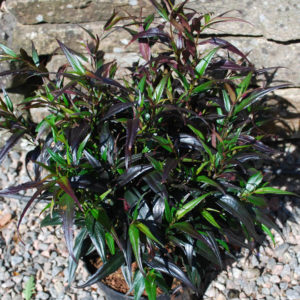 Strobilanthes anisophyllus 'Brunetthy' -0