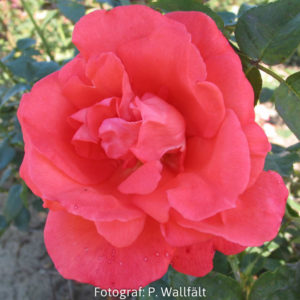 'Super Star' (Tehybrid)-0