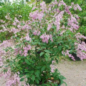 Syringa josikaea 'Måttsund'-0