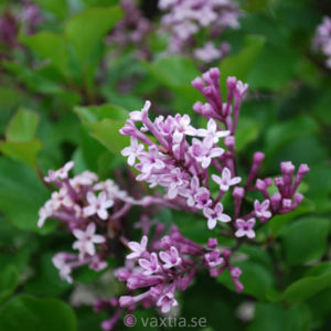 Syringa meyeri 'Palibin'-0