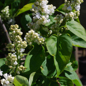 Syringa vulgaris 'Mme. Lemoine'-0