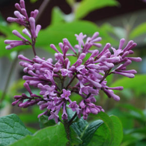 Syringa wolfii-0