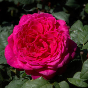 'Rose Goethe' (Tehybrid)-0