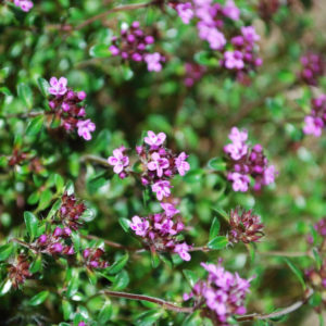 Thymus serpyllum 'Coccineus'-0