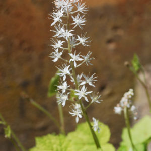 Tiarella 'Appalachian Trail' -0