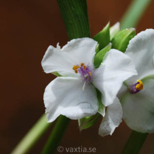 Tradescantia Andersoniana-Gr. 'Innocence'-0