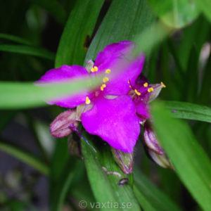 Tradescantia Andersoniana-Gr. 'Karminenspiegel'-0
