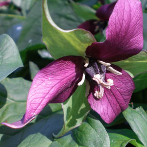 Trillium erectum -0
