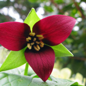 Trillium erectum 'Rubrum' -0