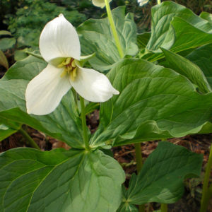 Trillium grandiflorum-0