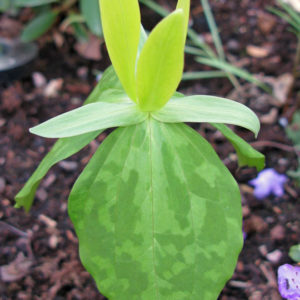 Trillium luteum-0