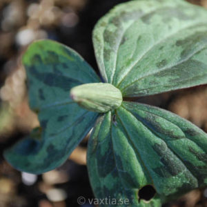 Trillium sessile-0