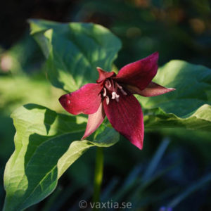 Trillium sulcatum-0