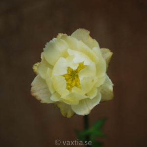 Trollius cultorum 'Alabaster'-0