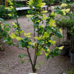 Ulmus hollandica 'Wredei'-0