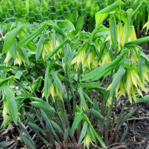 Uvularia grandiflora-0