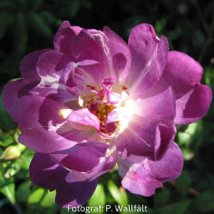 'Veilchenblau' (R.multiflora) -0