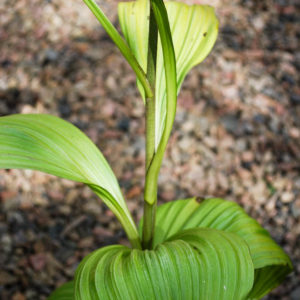 Veratrum nigrum-0